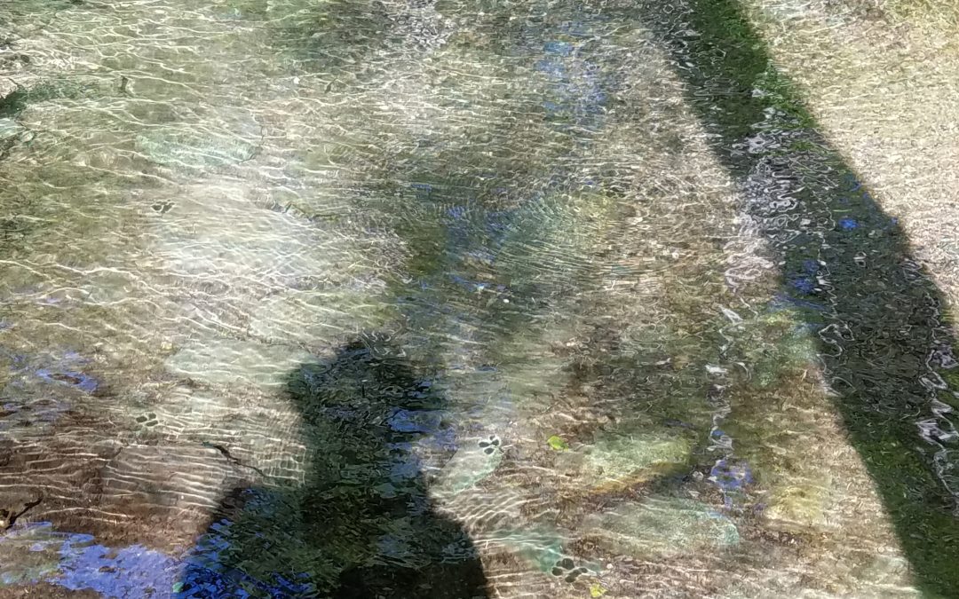 River Reflection Series flows forward