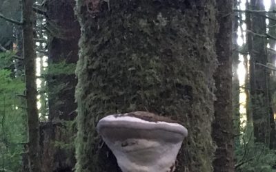 Watcher in the Woods