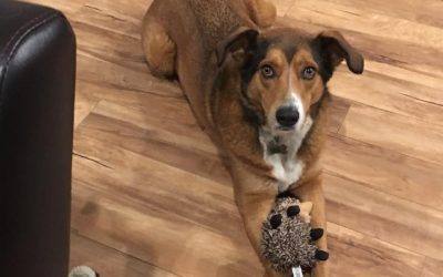 Micro Habits Tips from a Hedgehog