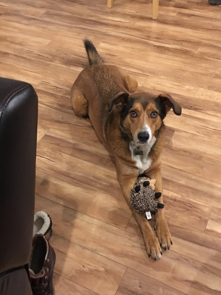 Sammy Says Hedgehogs Rule Photograph of Sammy the dog with a hedgehog toy