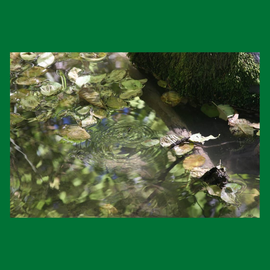 Ripple Photo of a bug creative ripples on the surface of a river with leaves