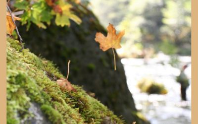 Suspended Mid Flight