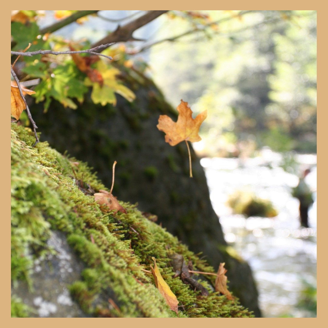Suspended Mid Flight Photo of a leaf floating mid air above a mossy rock near a fisherman