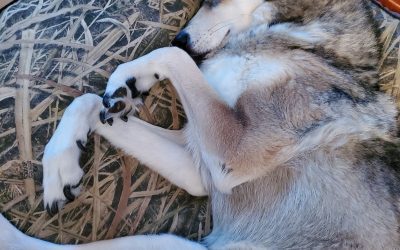 Maverick’s Motivational Manifestation Tips