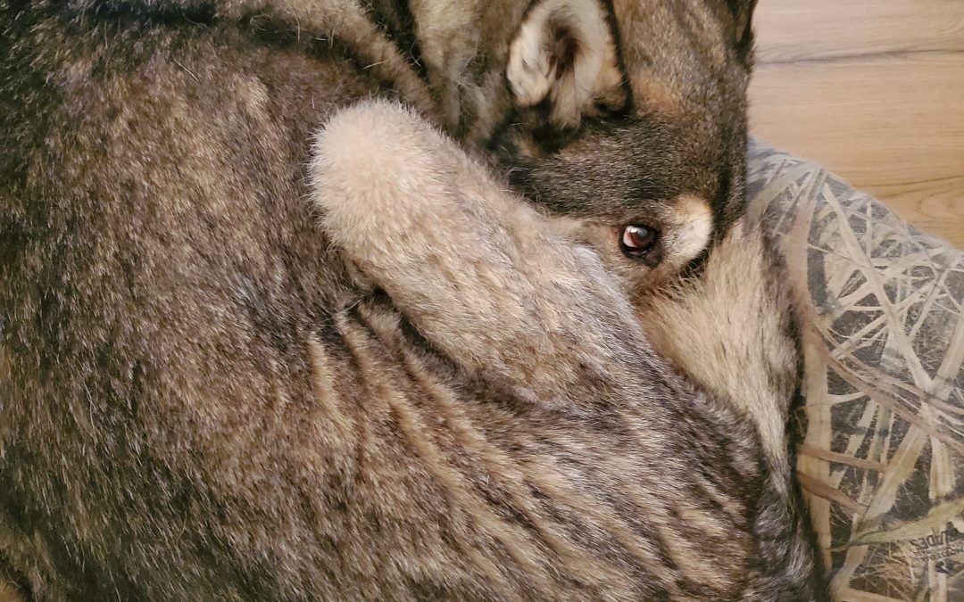 Hide from the To Do List