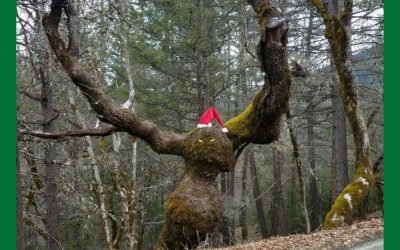 Psychological Visualization Christmas Style