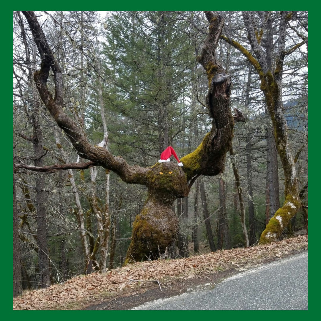 12-01-2023 Christmas Tree