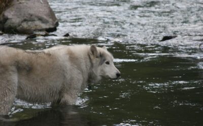 The Double Reverse Flea Flicker Series- Pondering