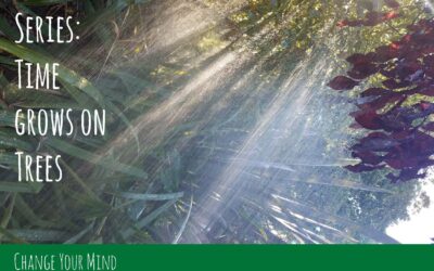 Reel Time Series: Time Grows on Trees