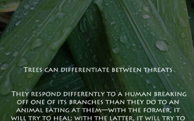 Trees change their mind, change their biology