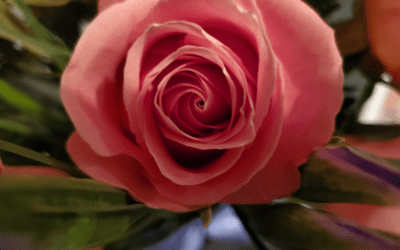 Pretty In Pink Perspective