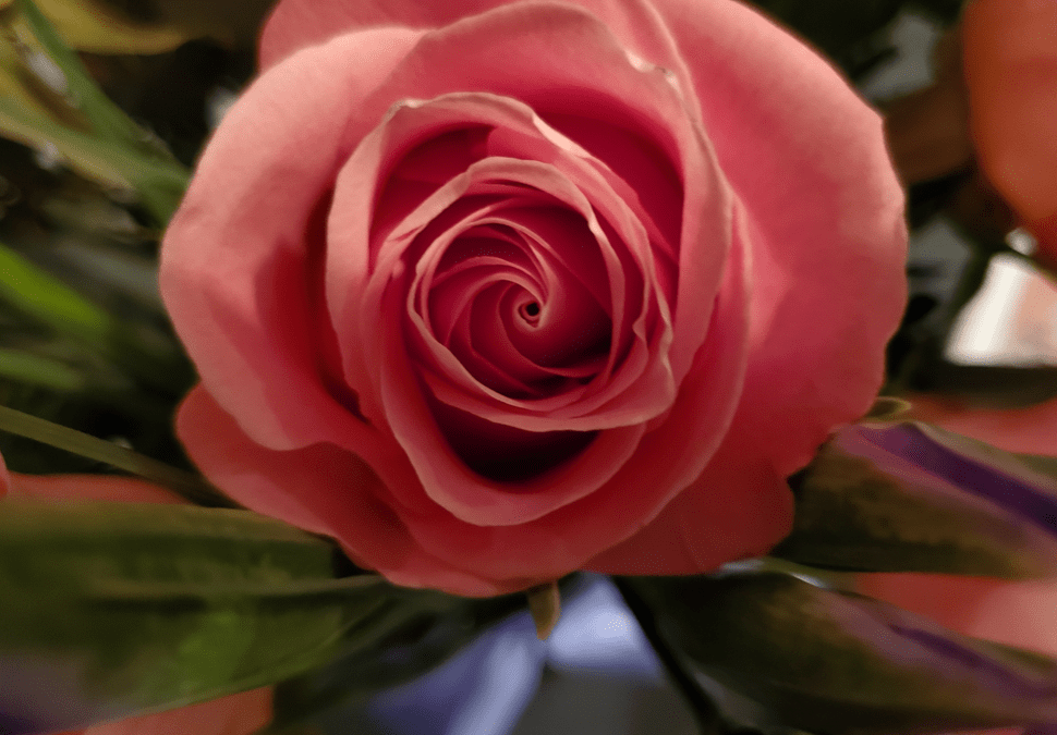 Pretty In Pink Perspective